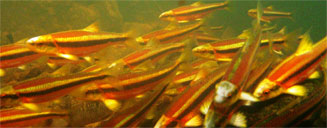 image of fishes